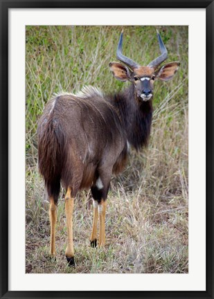 Framed Male Nyala, Zulu Nyala Game Reserve, Kwazulu Natal, South Africa Print
