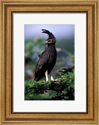 Framed Kenya. Long-crested Eagle (lophaetus occipitalis) Print