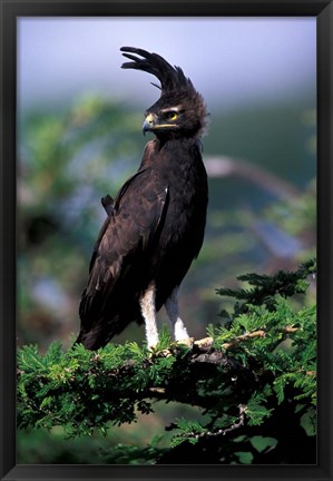 Framed Kenya. Long-crested Eagle (lophaetus occipitalis) Print