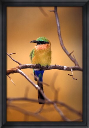 Framed Kenya. Red-throated bee eater bird- Print