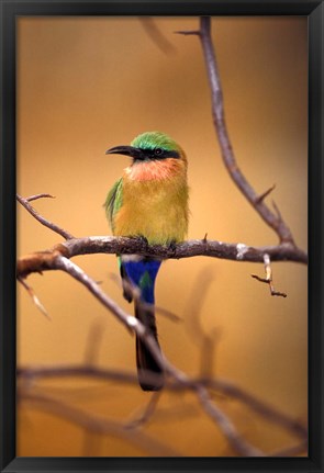 Framed Kenya. Red-throated bee eater bird- Print