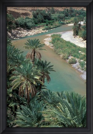 Framed Lush Palms Line the Banks of the Oued (River) Ziz, Morocco Print