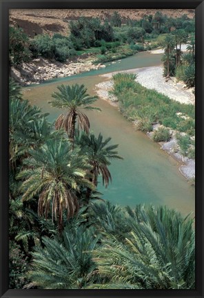 Framed Lush Palms Line the Banks of the Oued (River) Ziz, Morocco Print