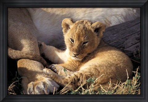 Framed Kenya, Masai Mara. Six week old Lion cub (Panthera leo) Print