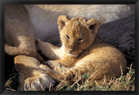 Framed Kenya, Masai Mara. Six week old Lion cub (Panthera leo) Print