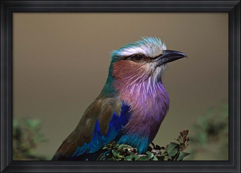 Framed Kenya, Masai Mara, Lilac-breasted Roller bird Print