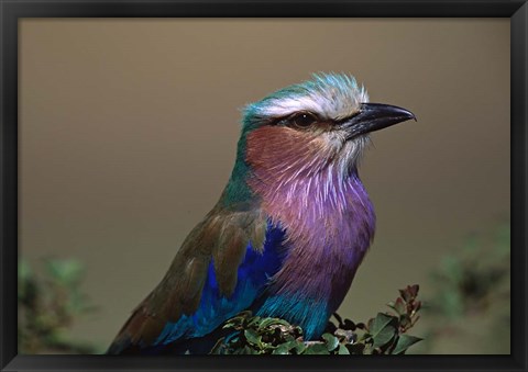 Framed Kenya, Masai Mara, Lilac-breasted Roller bird Print