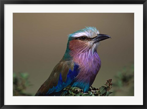 Framed Kenya, Masai Mara, Lilac-breasted Roller bird Print