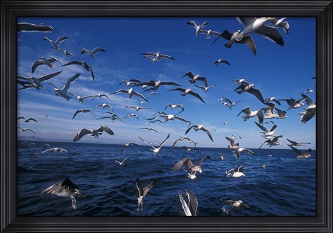 Framed Kelp Gulls, South Africa Print