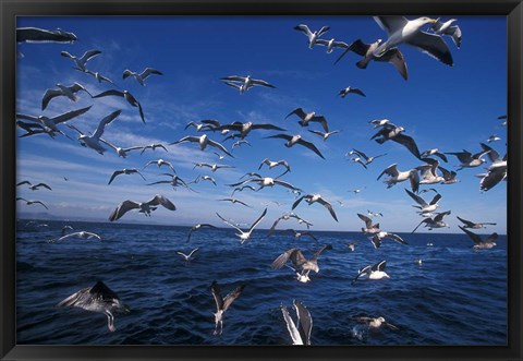 Framed Kelp Gulls, South Africa Print