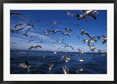 Framed Kelp Gulls, South Africa Print