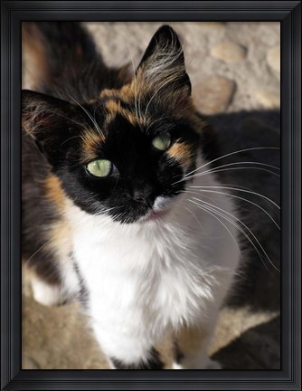 Framed Local Cat, Morocco Print