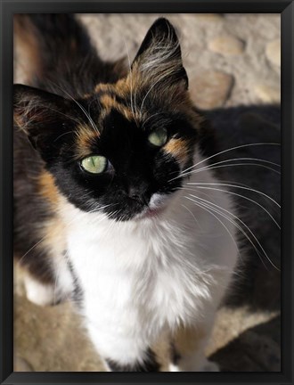 Framed Local Cat, Morocco Print