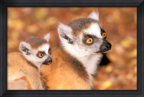 Framed Madagascar, Berenty Reserve, Ring-tailed lemur primates Print