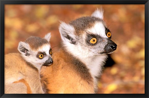 Framed Madagascar, Berenty Reserve, Ring-tailed lemur primates Print