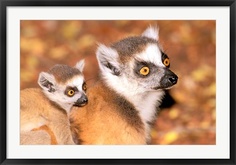 Framed Madagascar, Berenty Reserve, Ring-tailed lemur primates Print