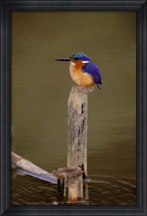 Framed Madagascar, La Madraka. Malagasy Kingfisher Print