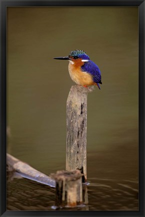 Framed Madagascar, La Madraka. Malagasy Kingfisher Print