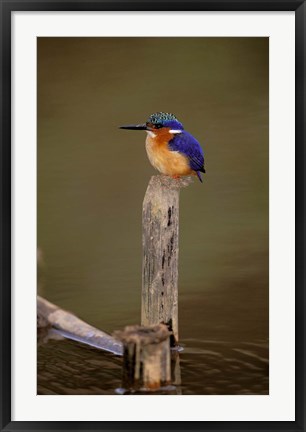 Framed Madagascar, La Madraka. Malagasy Kingfisher Print
