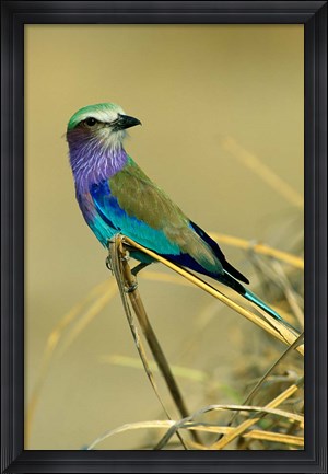 Framed Lilac-Breasted Roller bird, Mana Pools NP, Zimbabwe Print