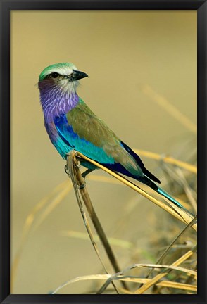 Framed Lilac-Breasted Roller bird, Mana Pools NP, Zimbabwe Print