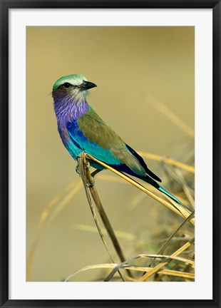 Framed Lilac-Breasted Roller bird, Mana Pools NP, Zimbabwe Print