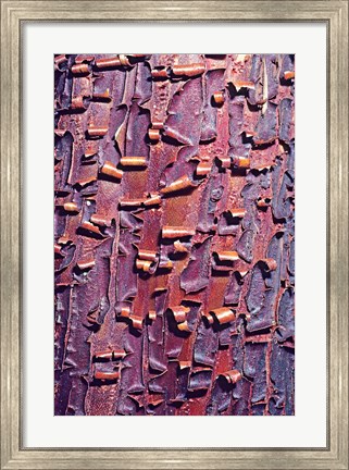 Framed Madrone Tree Bark Abstract pattern Print