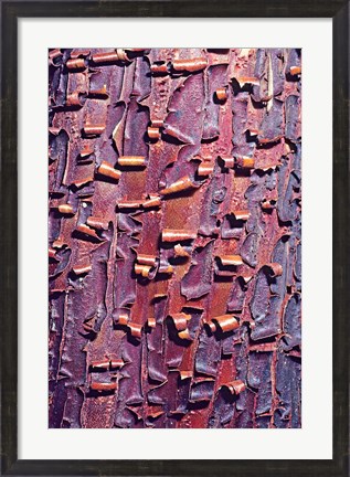 Framed Madrone Tree Bark Abstract pattern Print