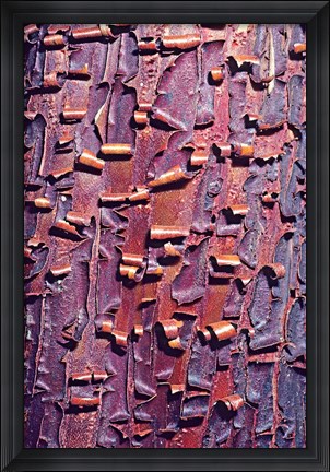 Framed Madrone Tree Bark Abstract pattern Print