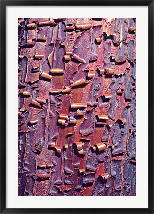 Framed Madrone Tree Bark Abstract pattern Print