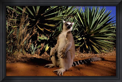 Framed Madagascar, Berenty Private Reserve. Ring-tailed Lemur Print