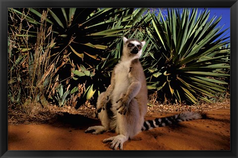 Framed Madagascar, Berenty Private Reserve. Ring-tailed Lemur Print