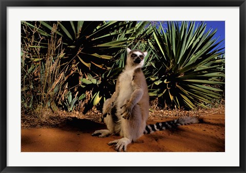 Framed Madagascar, Berenty Private Reserve. Ring-tailed Lemur Print