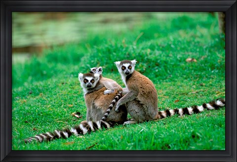 Framed Madagascar, Antananarivo, Ring-tailed lemur, primate Print