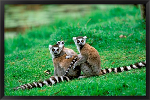 Framed Madagascar, Antananarivo, Ring-tailed lemur, primate Print