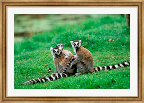 Framed Madagascar, Antananarivo, Ring-tailed lemur, primate Print
