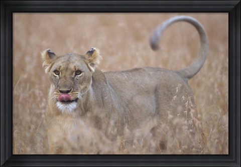 Framed Lioness in Tall Grass on Savanna, Masai Mara Game Reserve, Kenya Print