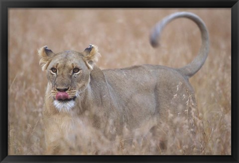 Framed Lioness in Tall Grass on Savanna, Masai Mara Game Reserve, Kenya Print