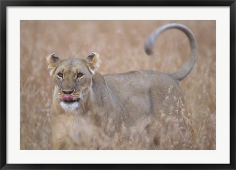 Framed Lioness in Tall Grass on Savanna, Masai Mara Game Reserve, Kenya Print