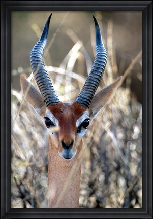 Framed Male Gerenuki with Large Eyes and Curved Horns, Kenya Print