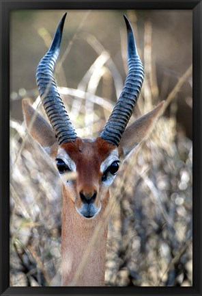 Framed Male Gerenuki with Large Eyes and Curved Horns, Kenya Print