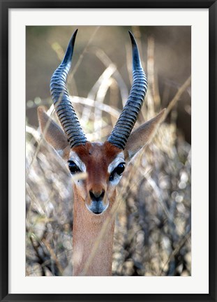 Framed Male Gerenuki with Large Eyes and Curved Horns, Kenya Print