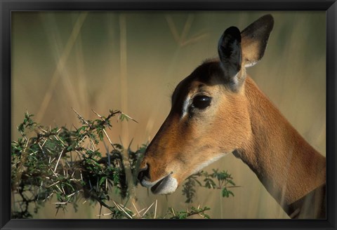 Framed Kenya, Lake Nakuru NP, Impala wildlife Print