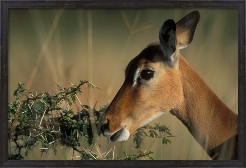 Framed Kenya, Lake Nakuru NP, Impala wildlife Print