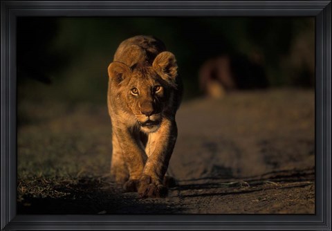 Framed Lion Cub Stalking, Masai Mara Game Reserve, Kenya Print
