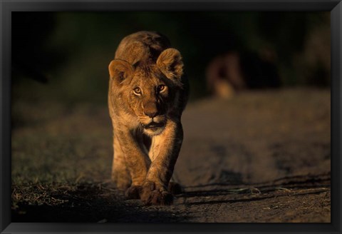 Framed Lion Cub Stalking, Masai Mara Game Reserve, Kenya Print