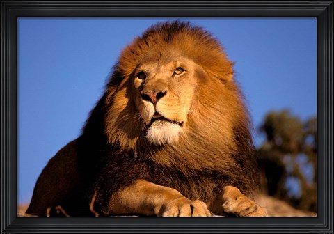 Framed Lion, Masai Mara, Kenya Print