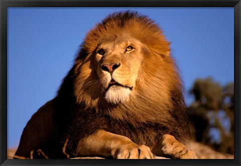 Framed Lion, Masai Mara, Kenya Print