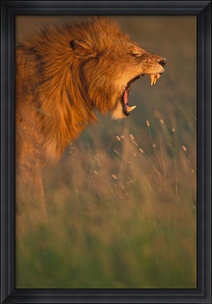 Framed Kenya, Masai Mara Game Reserve, Lion, grass, savana Print
