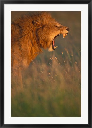 Framed Kenya, Masai Mara Game Reserve, Lion, grass, savana Print